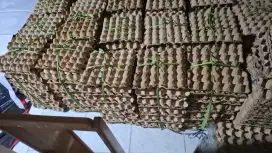 Telur cangkang putih