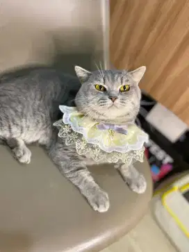 BSH British Shorthair Blue Tabby