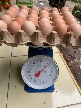 Telur gemoy isi dua