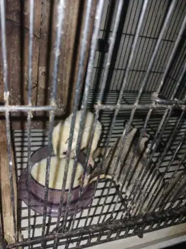 Sugar glider moza x leu