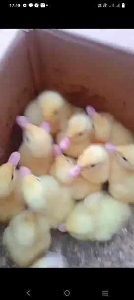 Anak Bebek, Sarati jumbo