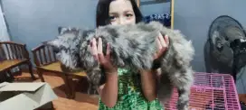 Kucing Mainecoon x persia