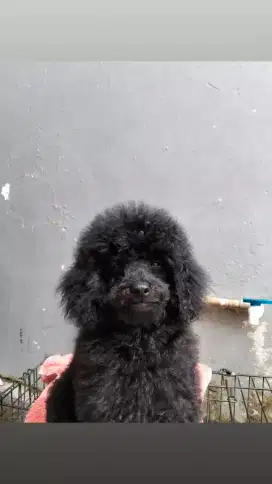 ANAK POODLE SILVER