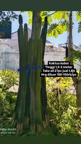 Kaktus koboi bekas cafe