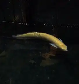 Silver albino betina