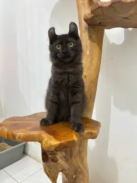 Kucing american curl / kitten acl / American curl / curl