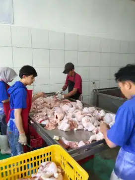 Lowongan Sales untuk Rumah Potong Ayam
