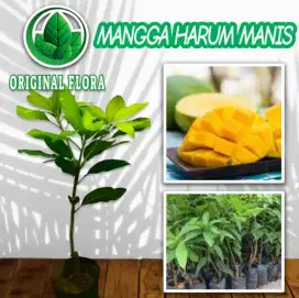 Bibit Buah Mangga Arumanis