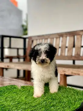 anak anjing party poodle ‼️