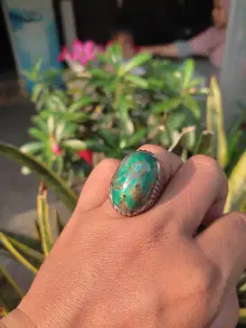 Pirus Persia Hijau