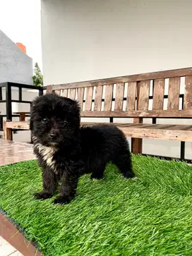 anak anjing tiny poodle ‼️
