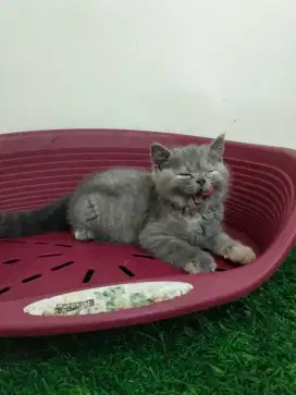 Kucing persia peaknose