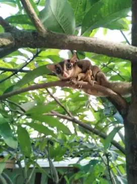Sugar glider jantan jago kimpoy galak