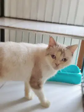 Kucing Brithis Short Hair Betina ( get 1 free 1)
