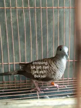 perkutut crossing