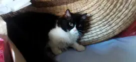 Kucing persia kitten