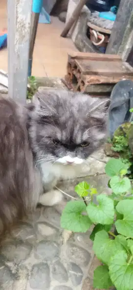 Kucing persia kitten