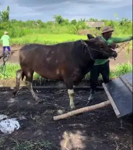 sapi bali 500kiloanUP timbang hidup hasil penggemukan sendiri rawatan