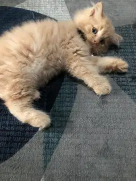 permisi maaf saya mau lepas adopt kucingku