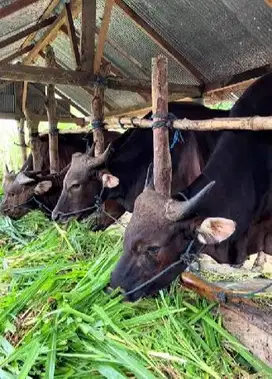 sapi bali 500kiloan timbang real hasil penggemuakan pribadi di jakarta