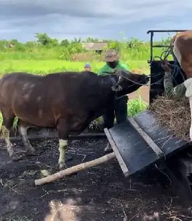 sapi bali 500kiloan timbang real hidup2 penggemukan pribadi rawatan ok