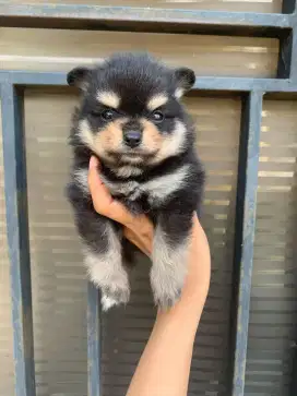 Minipom black tan cakep