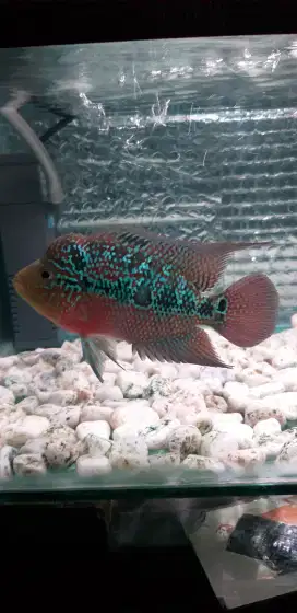 Ikan louhan kamfa