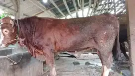 Hewan sapi qurban