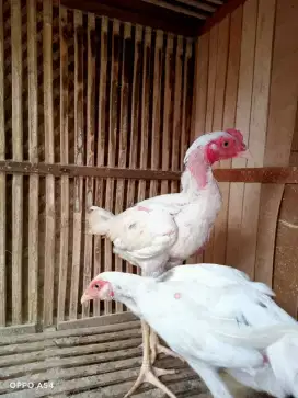 ayam pakhoy / Hasirama Senju