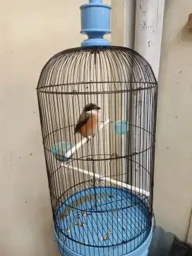 Bismillah.. jual burung cendet