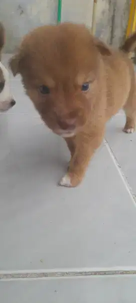 Anak anjing umur 1 bulan