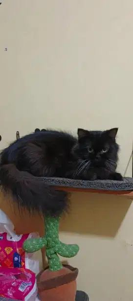 Kucing Persia indukan betina proven