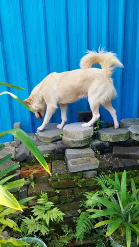 Kintamani Asli Betina