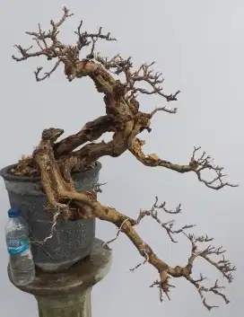 Bonsai ileng ileng tua