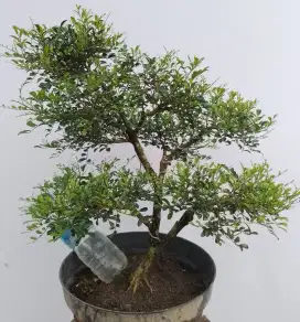 Bonsai kemuning mikro
