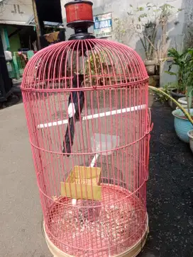 Murai betina siap kawin