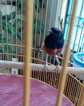 Dijual Burung Murai Batu + Kandang