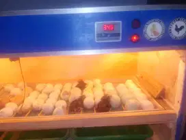 Mesin penetas telur otomatis
