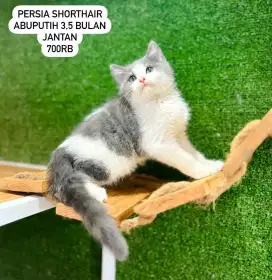 Kucing kitten persis lucu lucu bisa cod