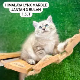 Kucing kitten persia lucu lucu bisa cod