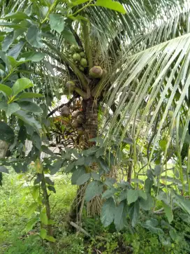 Pohon klapa hijau hibrida