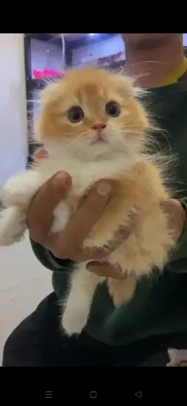 Scottish fold longhair