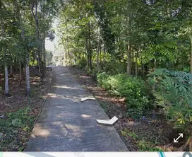 Tanah Termurah dekat SMPN 2 Kalibawang lokasi padat penduduk