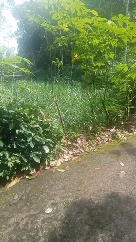 lahan tegalan murah turi