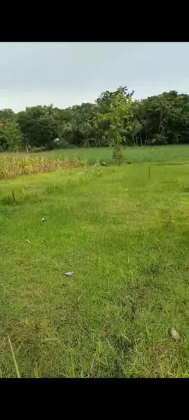 Banting Harga Termurah sawah asri Jl Argodadi pas tuk investasi