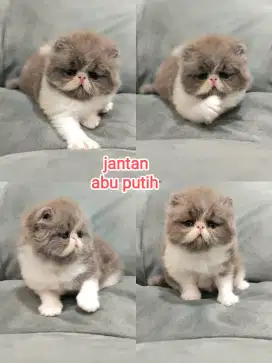 Kitten peaknose jantan abu putih