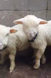 sepasang cempe domba merino superan 4 bulan shaun the sheep ngegemesin