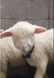 sepasang cempe domba merino superan 4 bulan shaun the sheep ngegemesin
