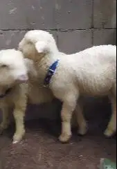 sepasang bibit anakan domba merino super 4 bulanan shaun the sheep top