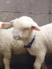 sepasang anakan domba merino super 4 bulanan shaun the sheep exotik ok